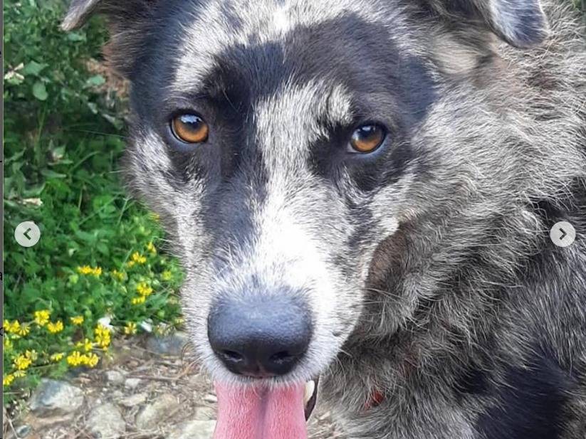 Adotta un cane, maschio, 5 anni  e 4 mesi , Genova
