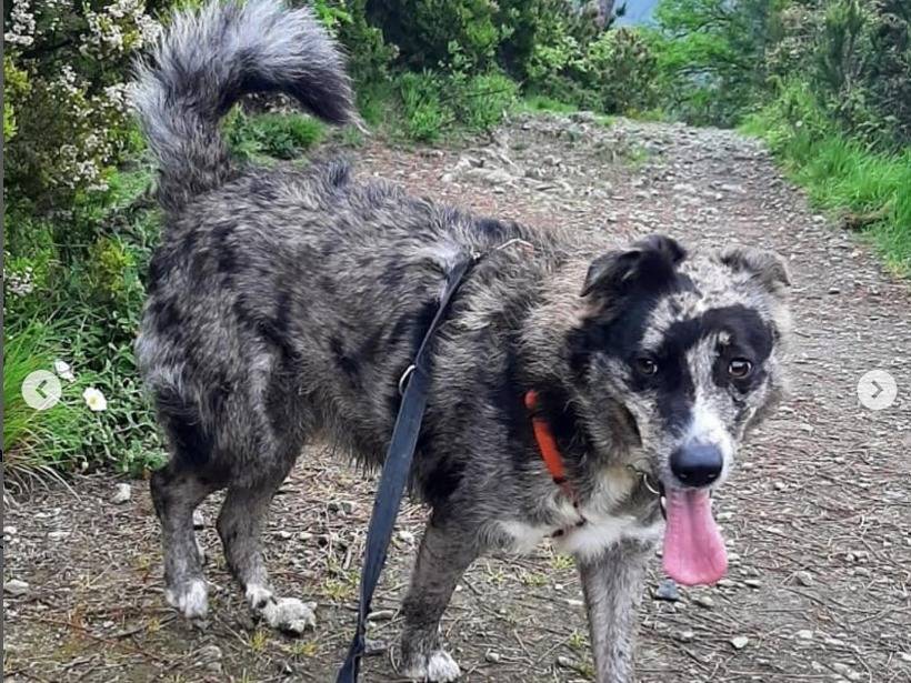 Adotta un cane, taglia media, maschio, Genova