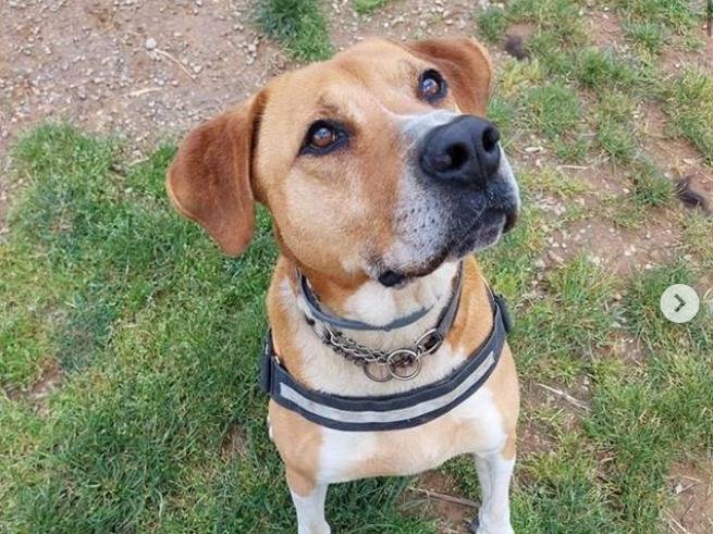 Adotta un cane, maschio, 8 anni  e 3 mesi , Genova