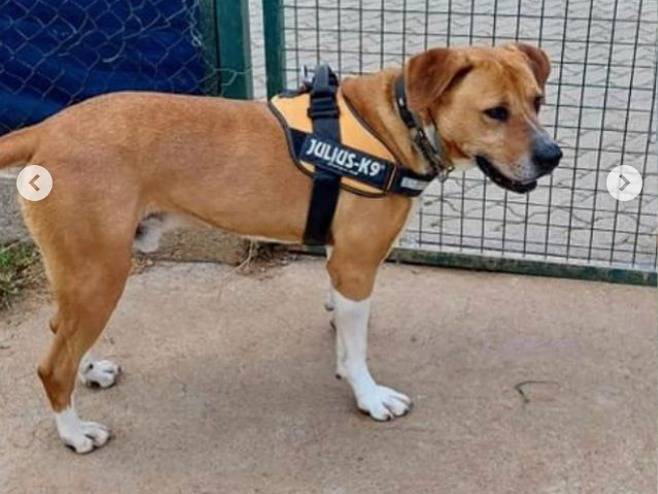 Adotta un cane, taglia grande, maschio, Genova