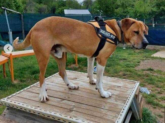 Vuoi adottare un cane a Genova?