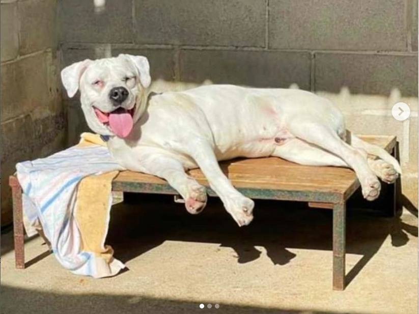 Adotta un cane, maschio, 11 anni  e 2 mesi , Genova