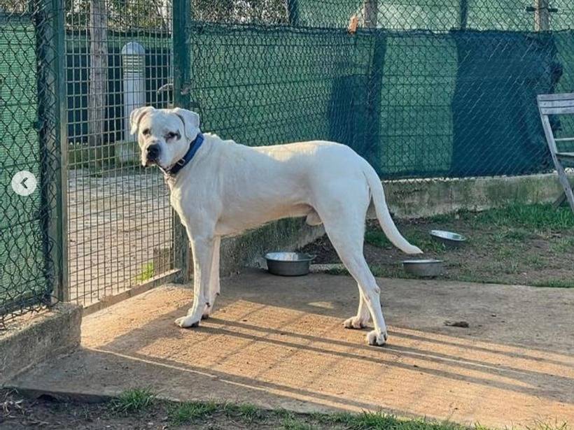 Adotta un cane, taglia grande, maschio, Genova