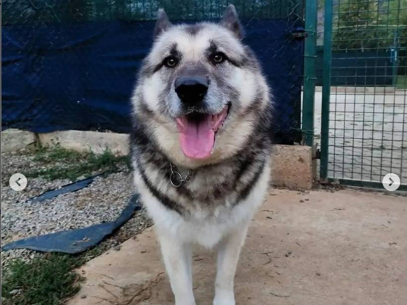 Adotta un cane, maschio, 11 anni  e 7 mesi , Genova