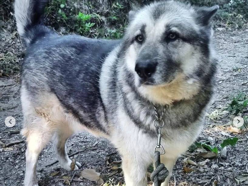 Adotta un cane, taglia grande, maschio, Genova