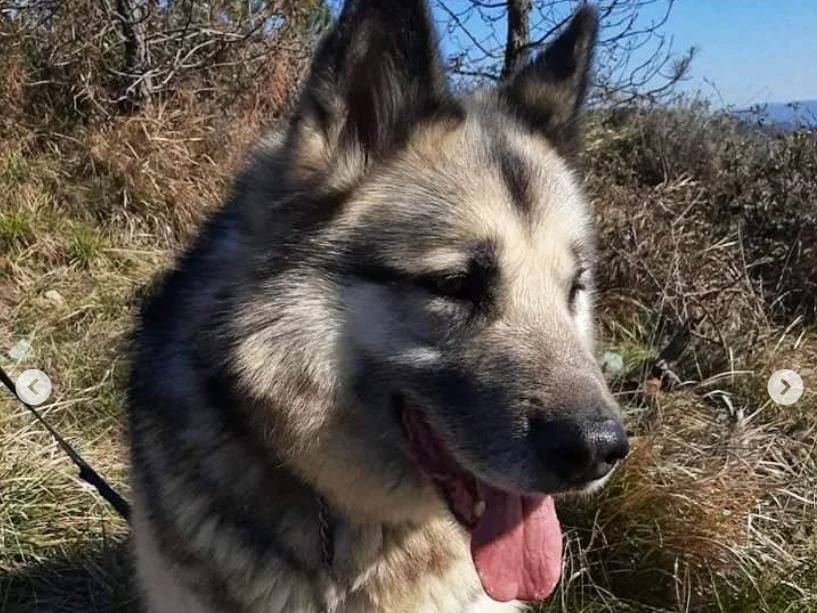 Vuoi adottare un cane a Genova?