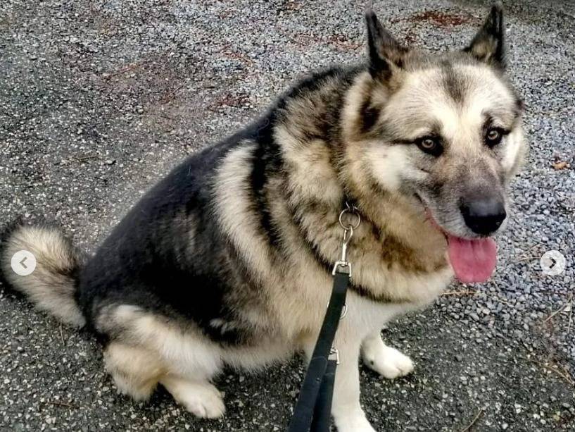 Adotta il cane Vlad a Genova