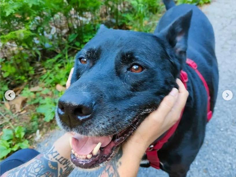 Adotta un cane, maschio, 12 anni  e 4 mesi , Genova