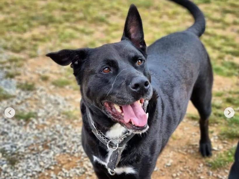 Adotta un cane, taglia grande, maschio, Genova