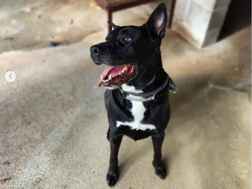 Adotta il cane Gordon a Genova