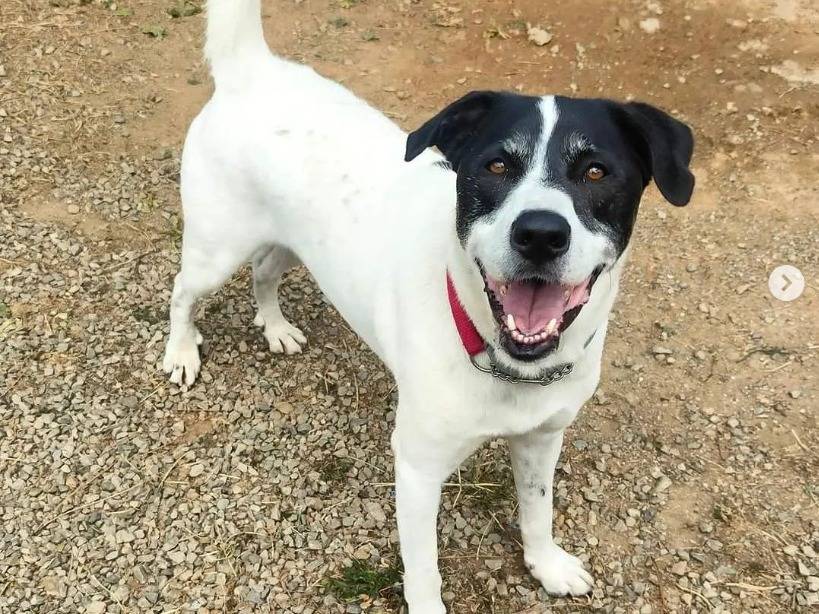 Adotta un cane, maschio, 8 anni e 9 mesi, Genova