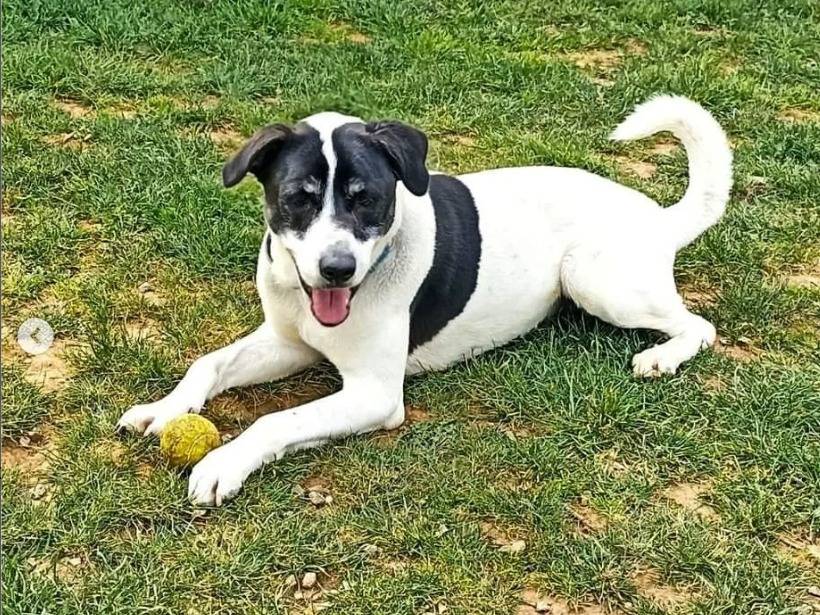 Adotta il cane Teo a Genova
