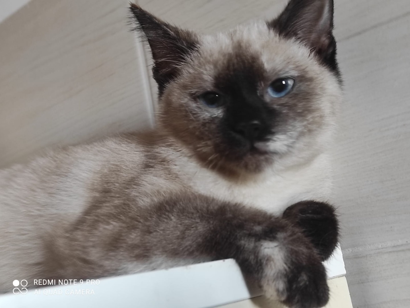 Adotta un gatto, femmina, 2 anni e 10 mesi, Chieti