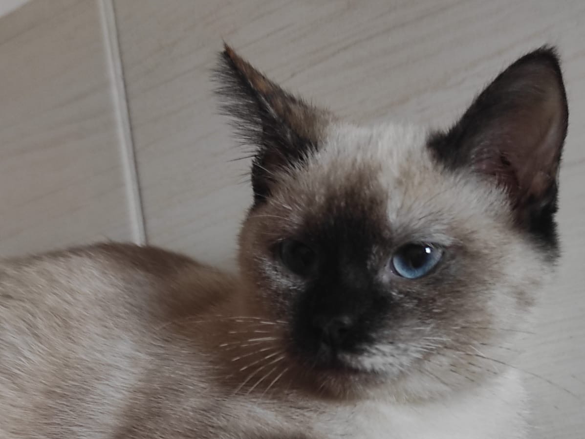 Adotta un gatto, taglia non valida, femmina, Chieti