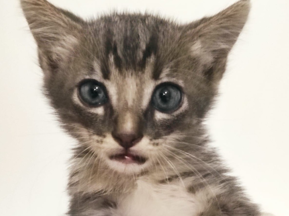 Adotta un gatto, maschio, 2 anni e 9 mesi, Chieti