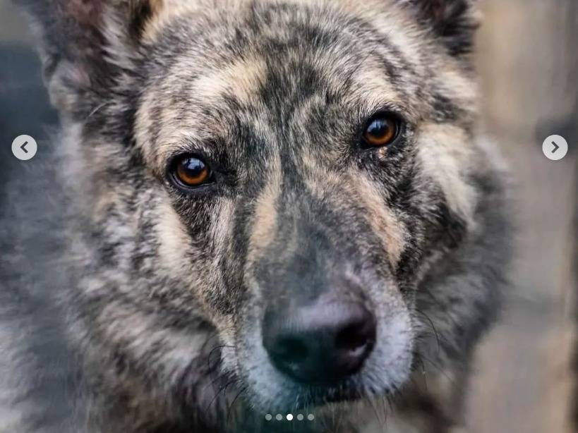 Foto dell'animale