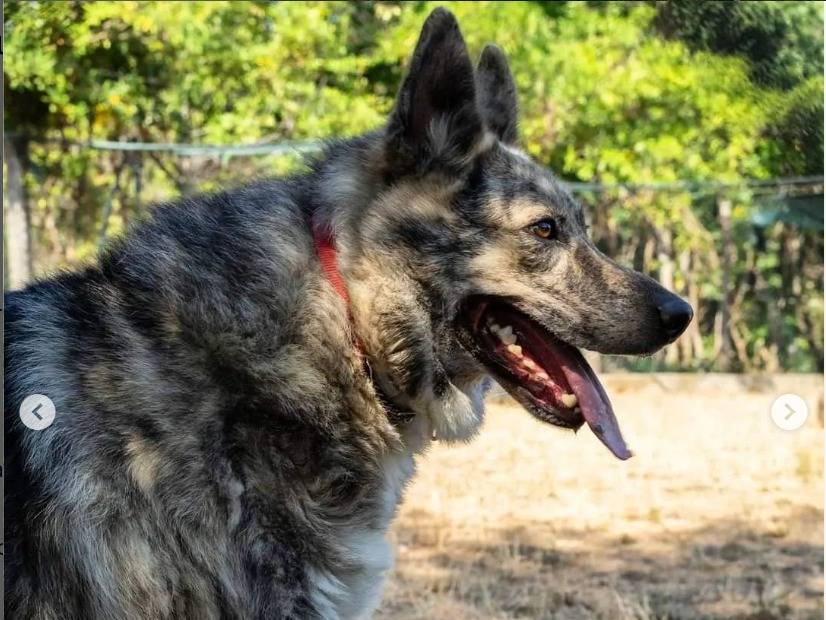 Adotta un cane, taglia grande, maschio, Genova