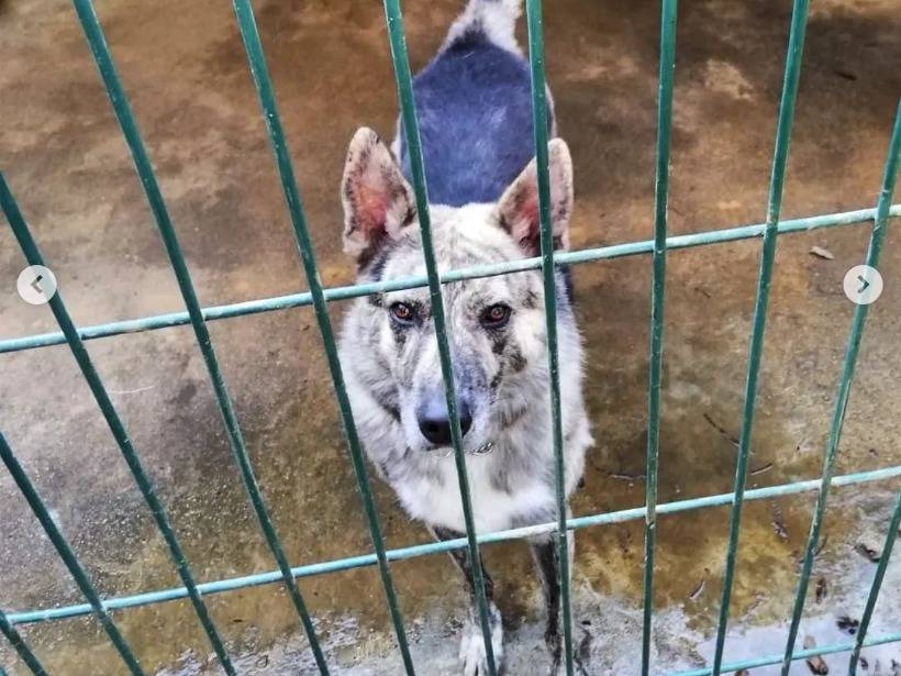 Vuoi adottare un cane a Genova?