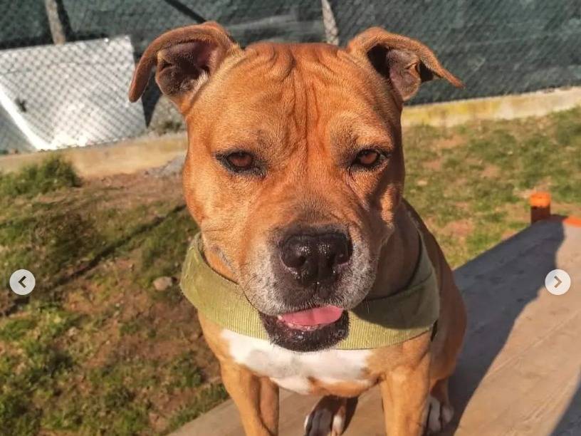 Adotta un cane, femmina, 9 anni  e 4 mesi , Genova