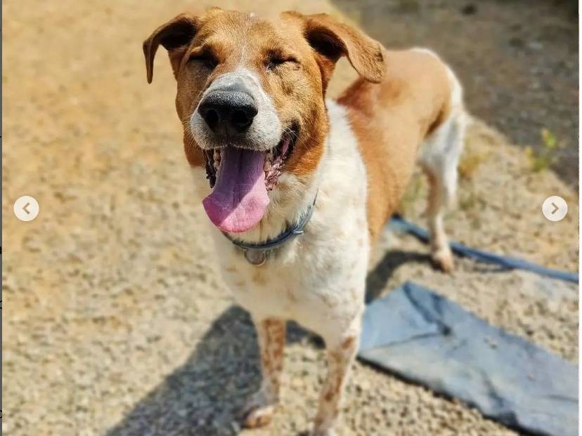 Adotta un cane, taglia media, maschio, Genova