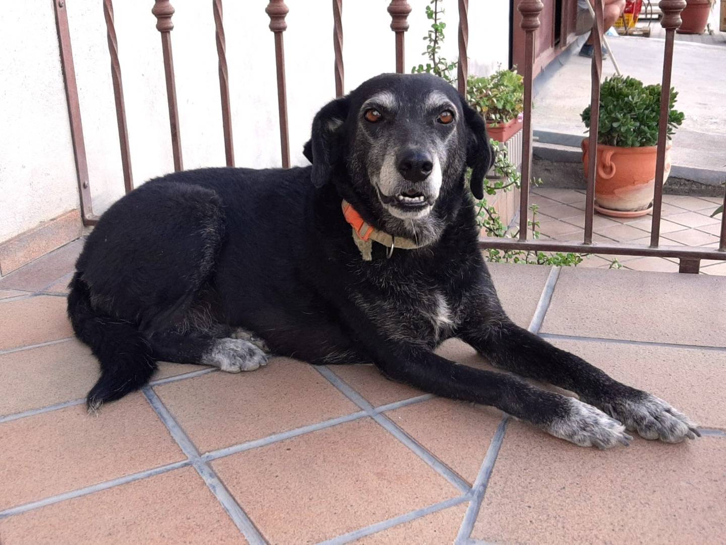 Adotta un cane, femmina, 8 anni , Catania