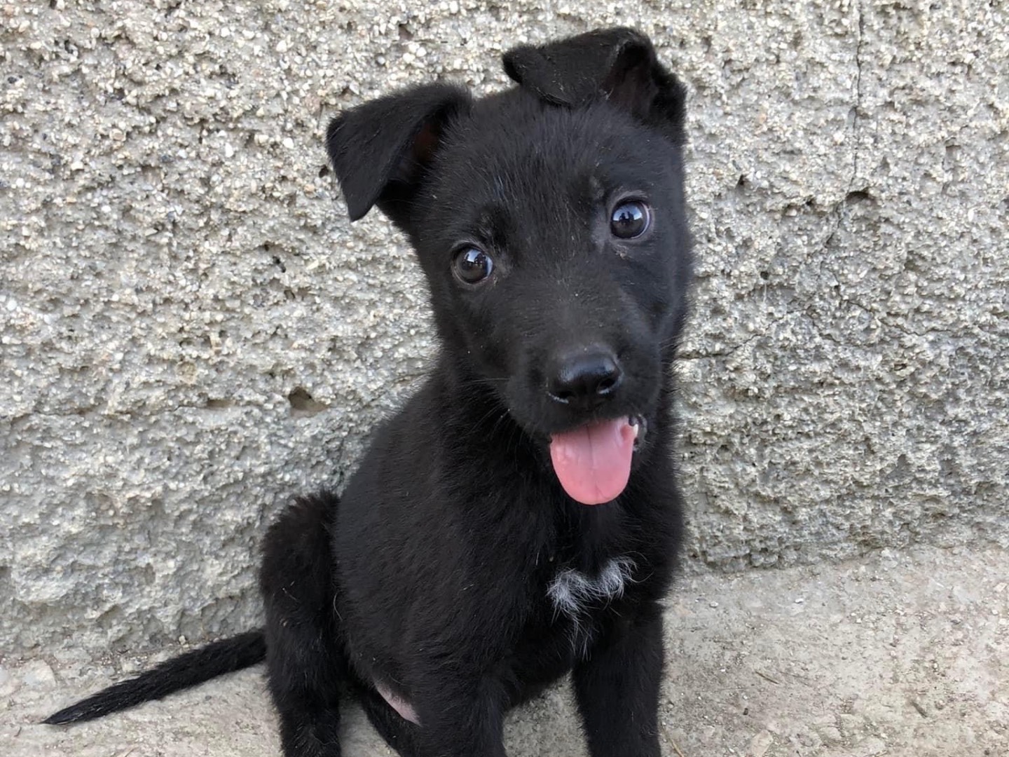 Adotta un cane, taglia media, maschio, Caltanissetta