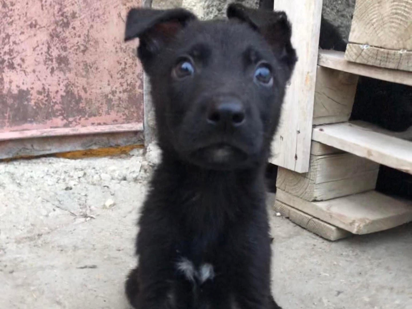 Vuoi adottare un cane a Caltanissetta?