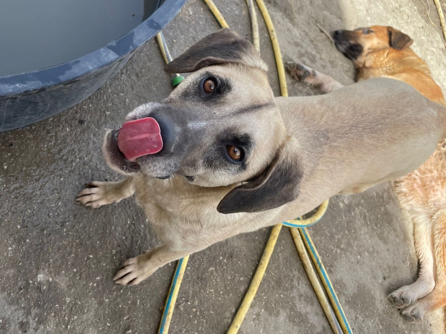 Adotta un cane, maschio, 4 anni  e 3 mesi , Caltanissetta