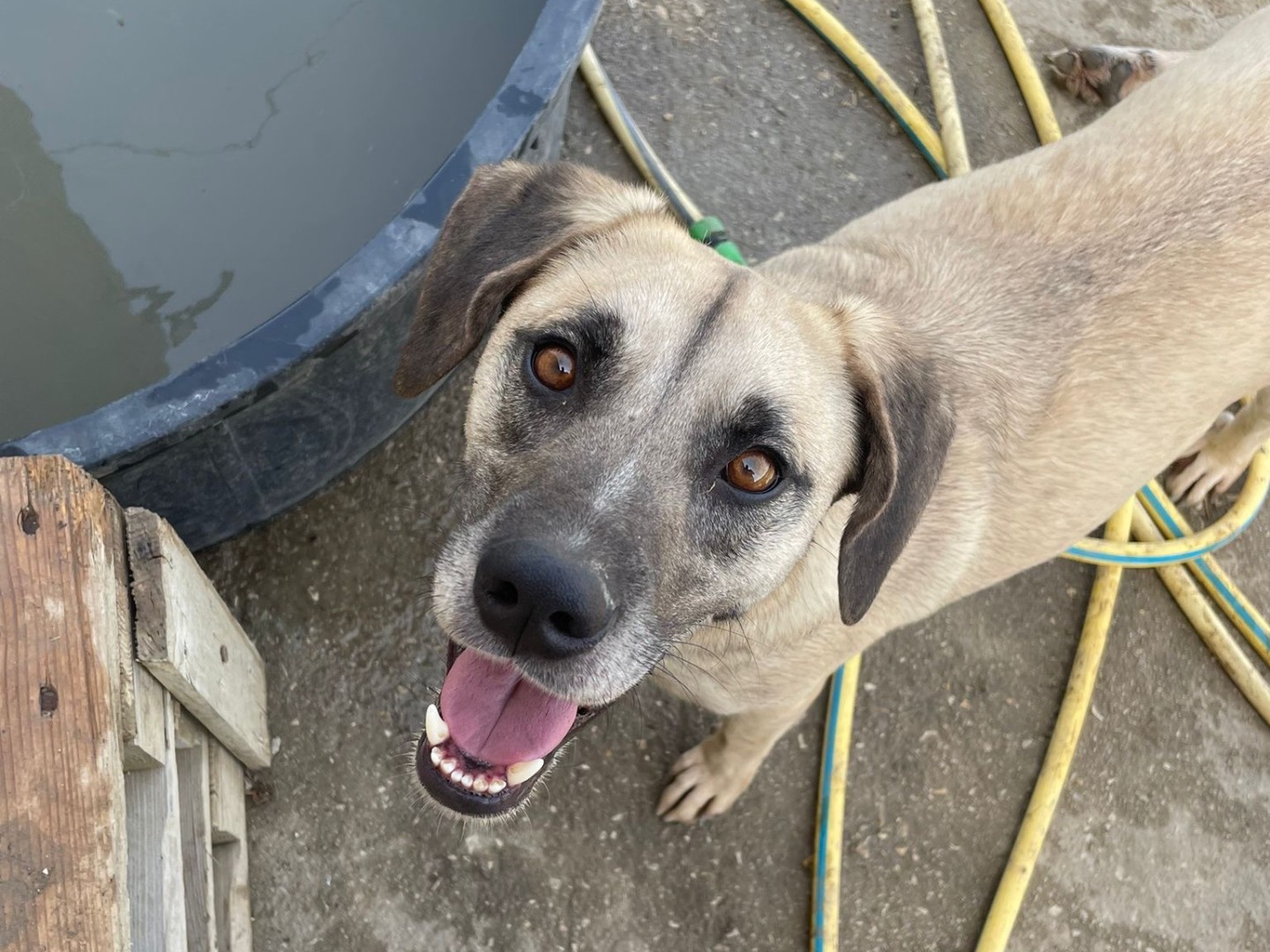 Adotta un cane, taglia media, maschio, Caltanissetta