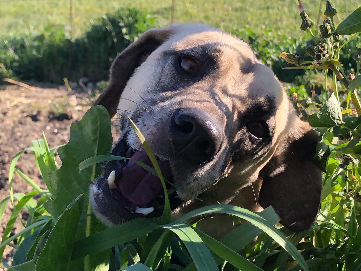 Vuoi adottare un cane a Caltanissetta?