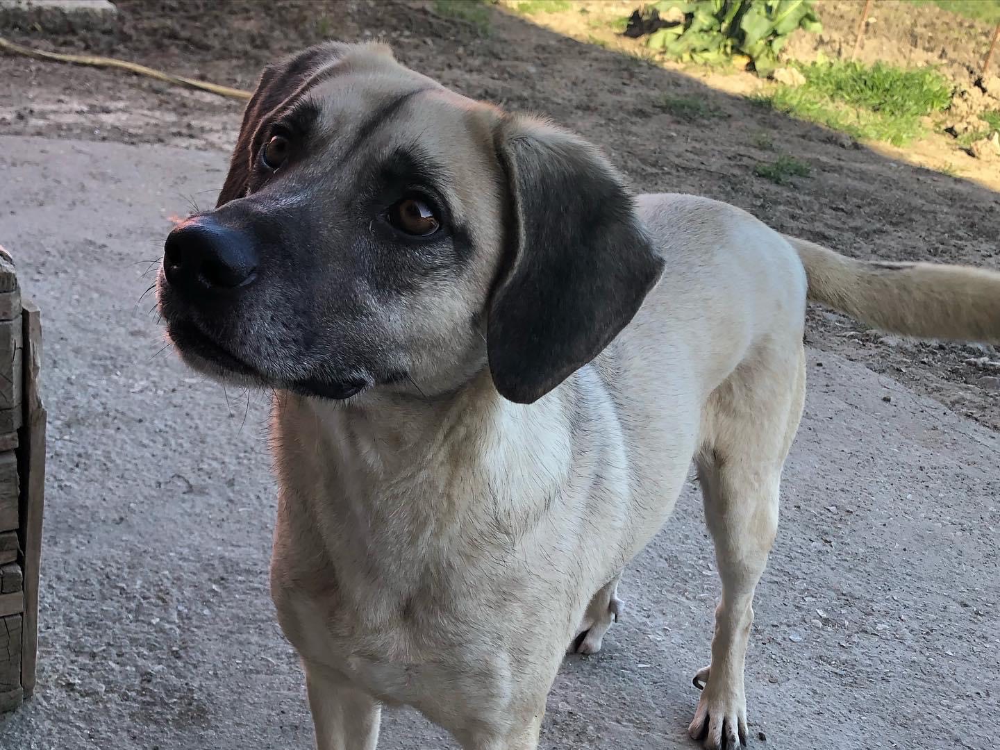 Adotta il cane Lupin a Caltanissetta