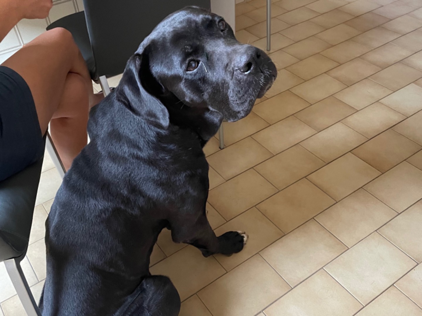 Adotta un cane, maschio, 7 anni  e 11 mesi , Caltanissetta