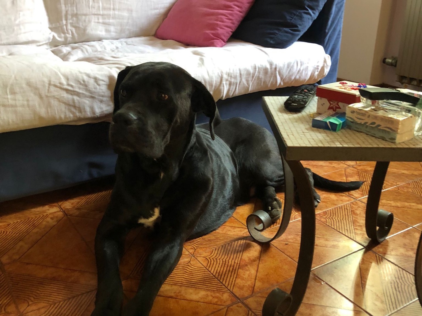 Adotta un cane, taglia gigante, maschio, Caltanissetta