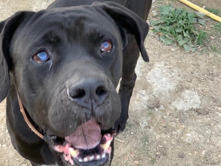 Vuoi adottare un cane a Caltanissetta?