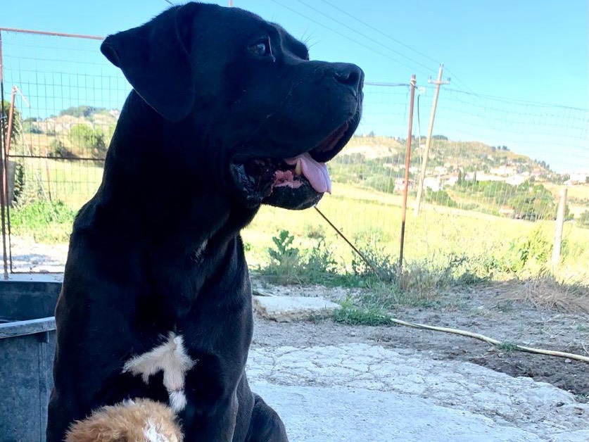 Adotta il cane Bubi  a Caltanissetta
