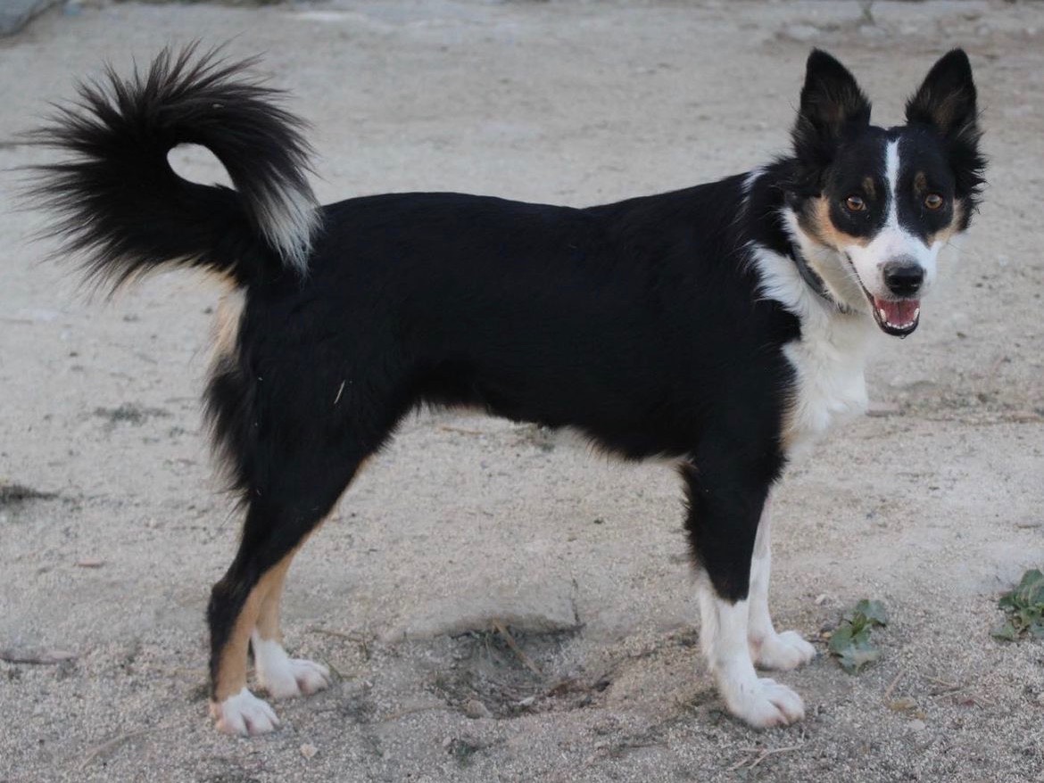 Adotta un cane, femmina, 3 anni  e 8 mesi , Caltanissetta