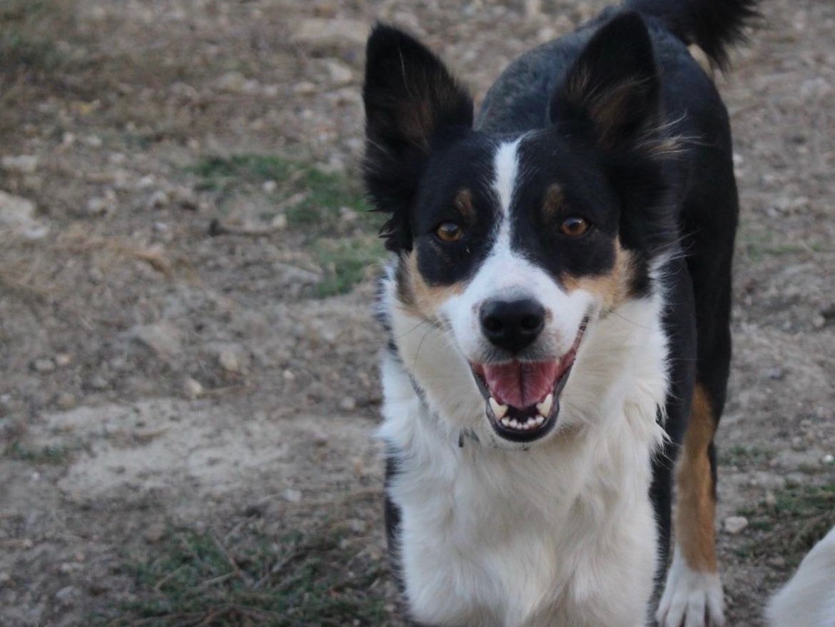 Adotta un cane, taglia media, femmina, Caltanissetta