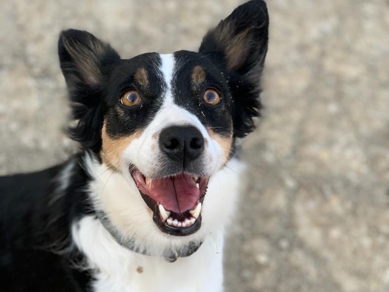 Vuoi adottare un cane a Caltanissetta?