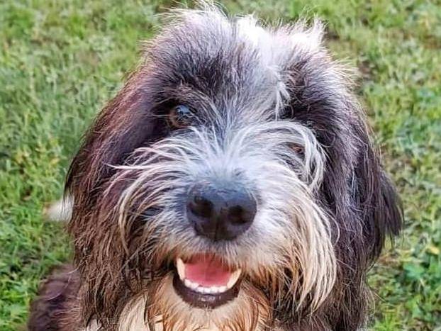 Adozione cane, femmina, meticcio, 5 anni e 1 mese, taglia piccola, Pavia