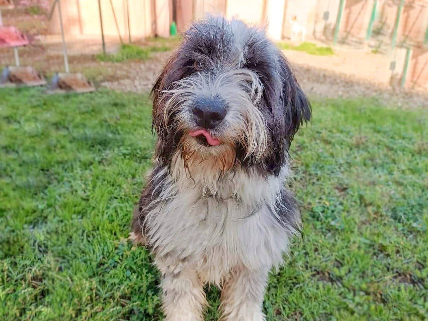 Adotta un cane, femmina, 5 anni e 1 mese, Pavia