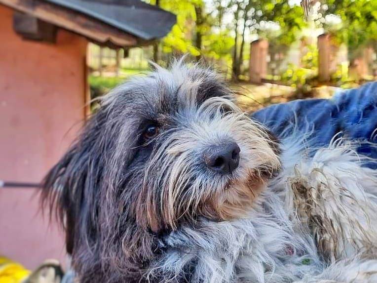 Adotta un cane, taglia piccola, femmina, Pavia