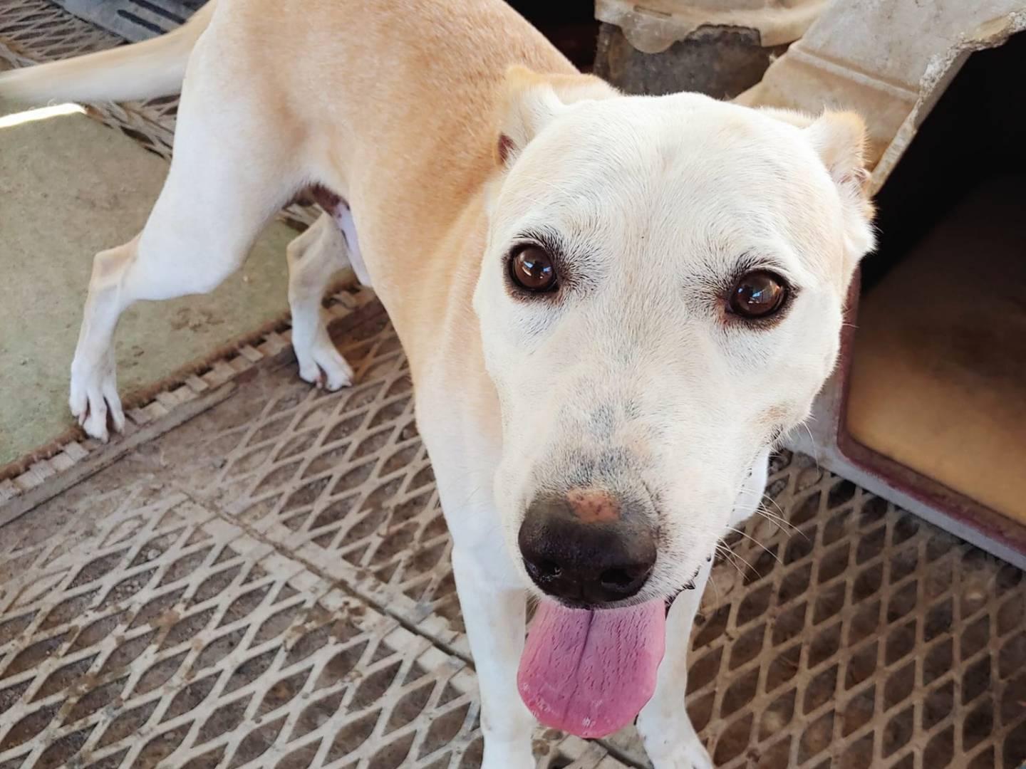 Adotta un cane, maschio, 13 anni  e 4 mesi , Messina