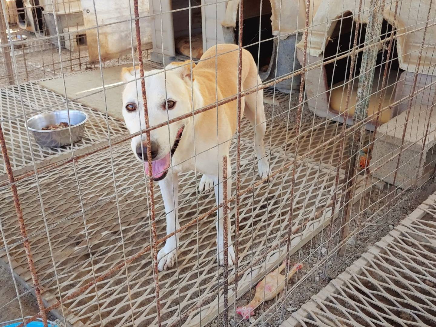 Adotta un cane, taglia media, maschio, Messina