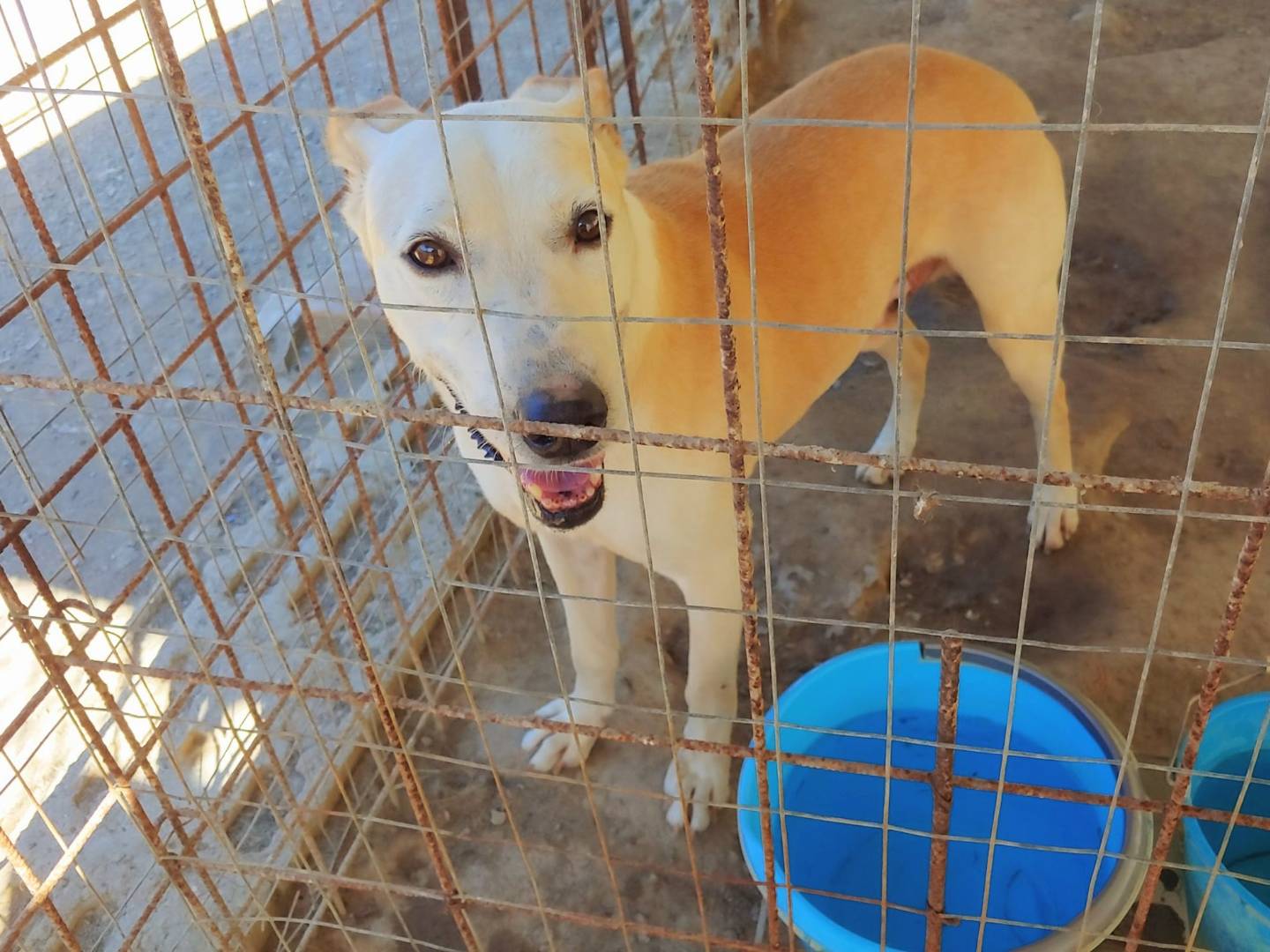 Vuoi adottare un cane a Messina?