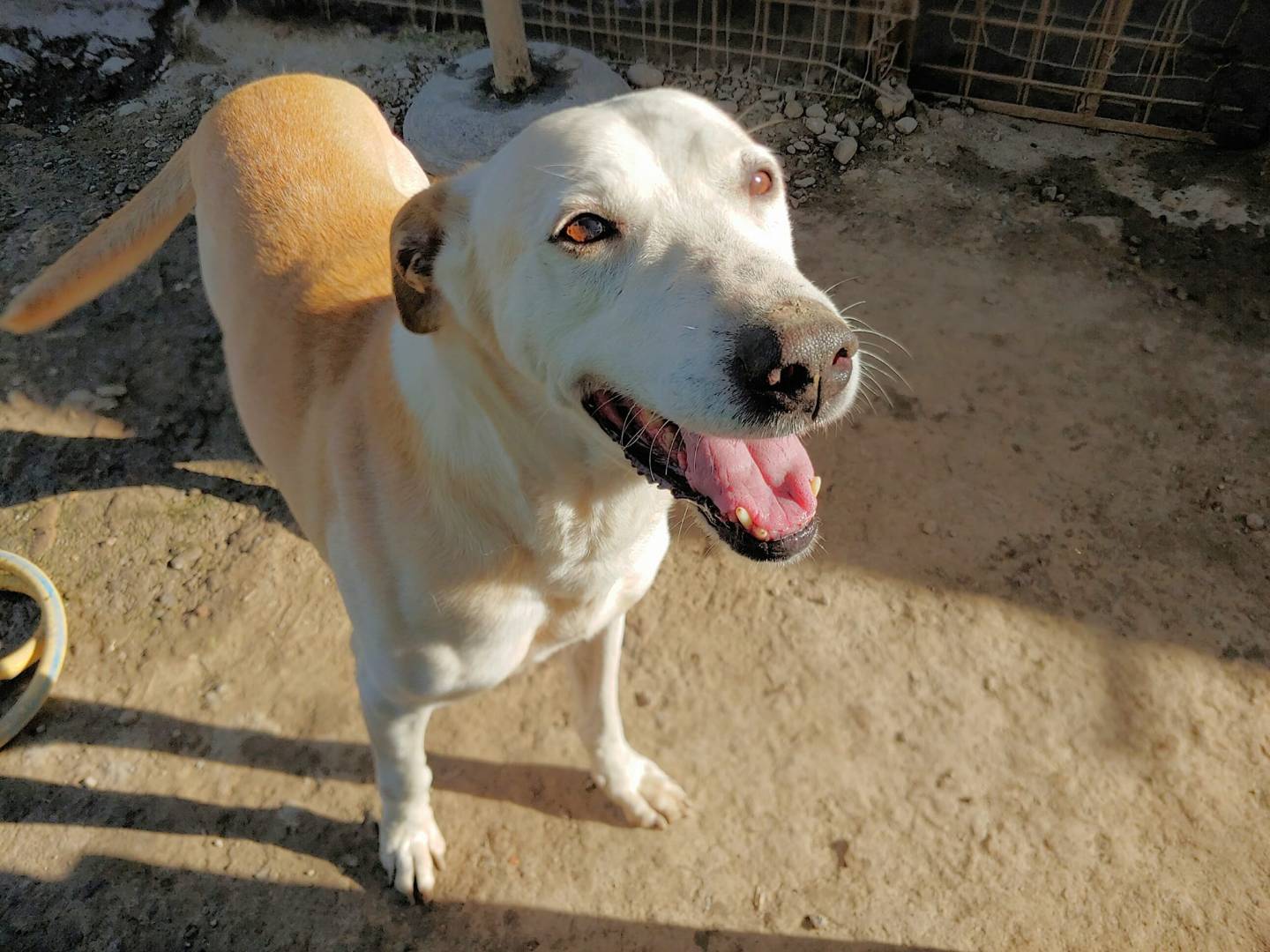 Adotta il cane Omar a Messina