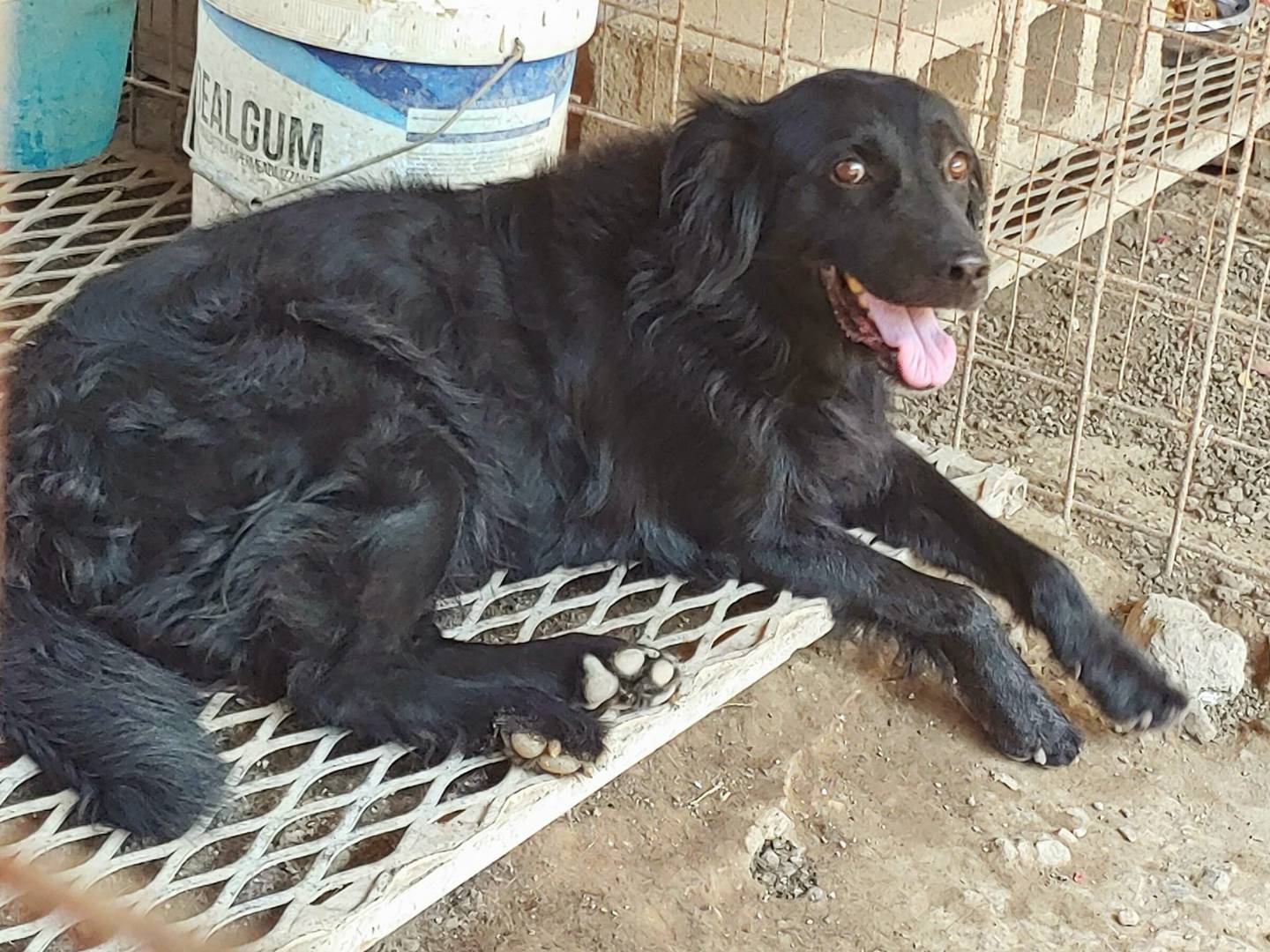Adotta un cane, maschio, 13 anni e 7 mesi, Messina