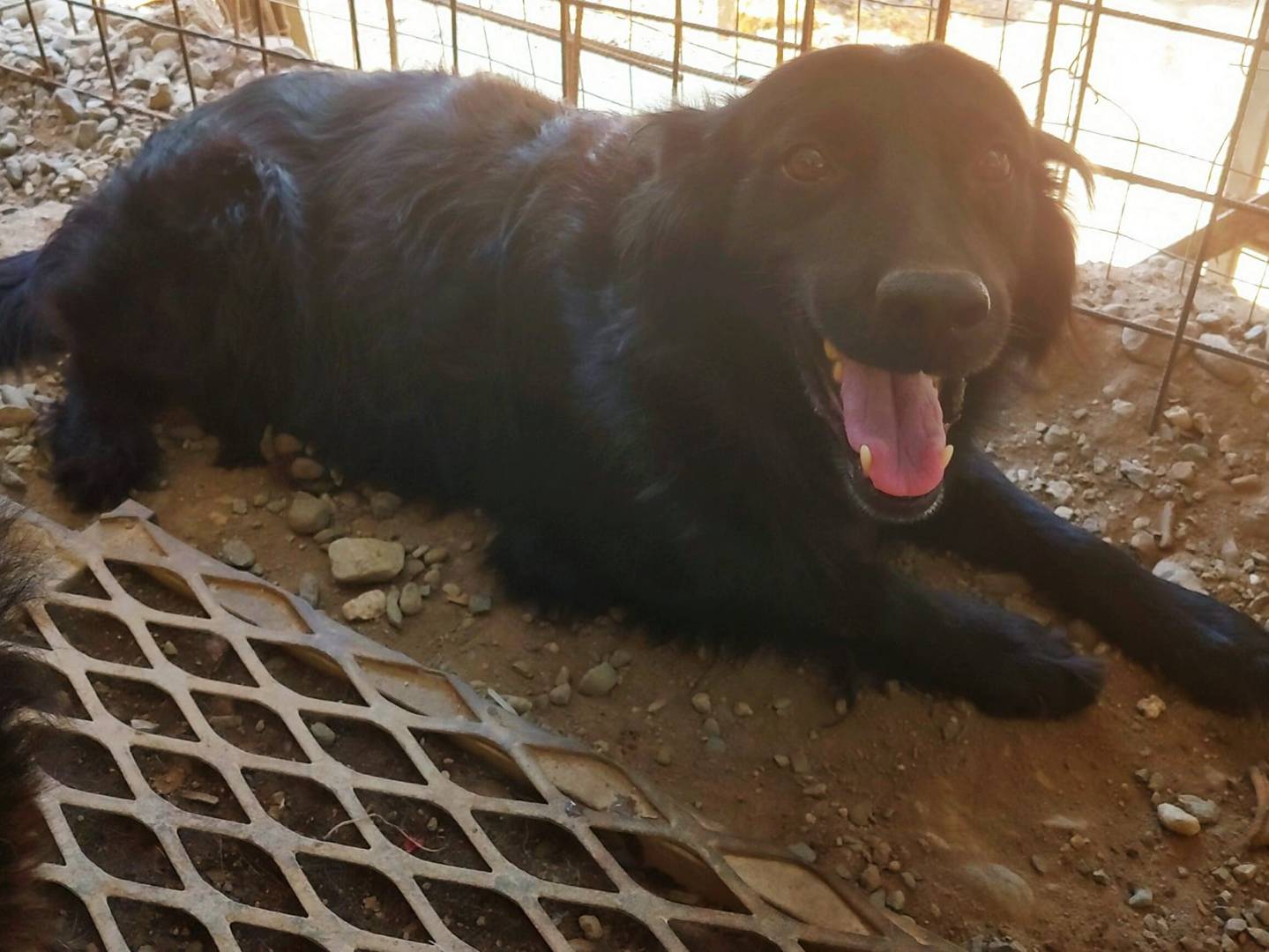 Adotta un cane, taglia media, maschio, Messina