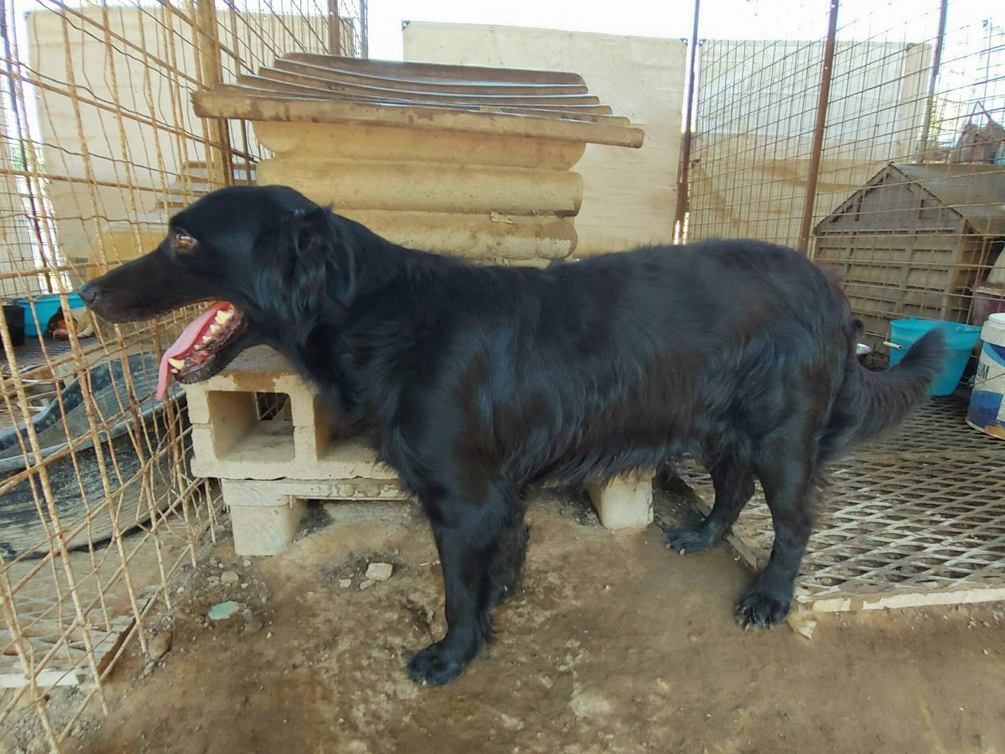 Vuoi adottare un cane a Messina?