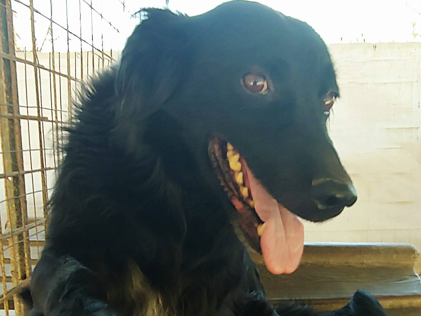 Adotta il cane Elvis a Messina