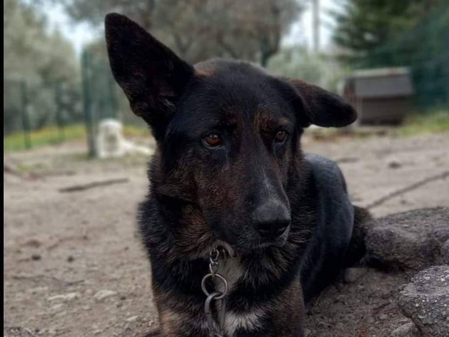 Foto dell'animale
